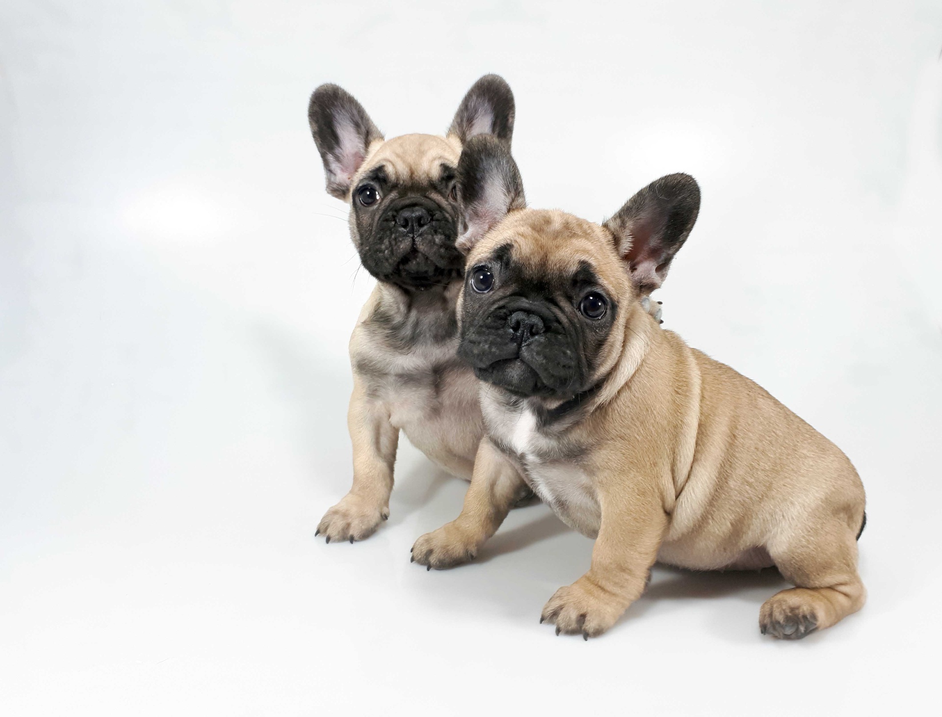 Cuccioli di Bulldog Francese dell'allevamento Follow the River