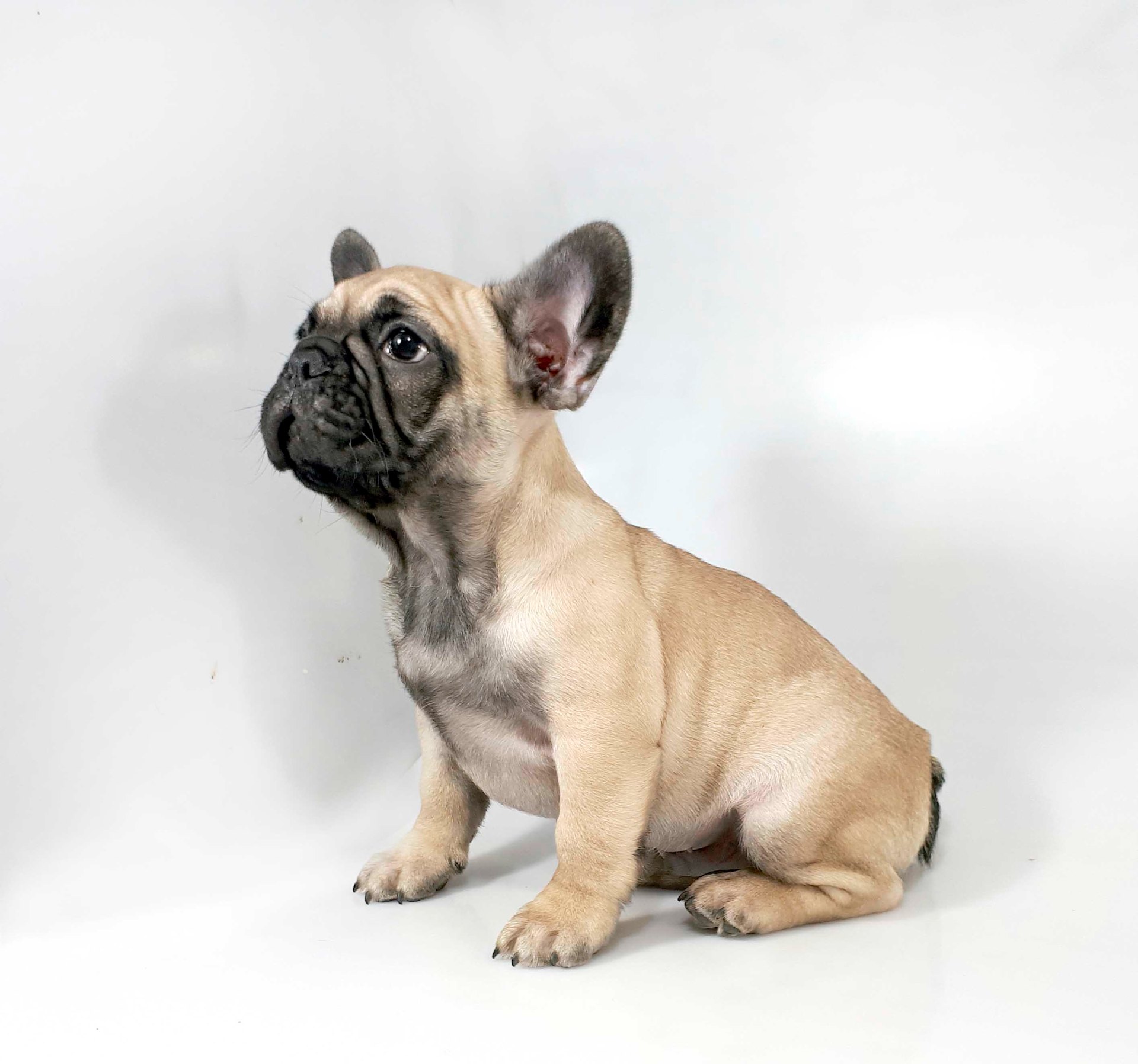 Cucciolo Luna